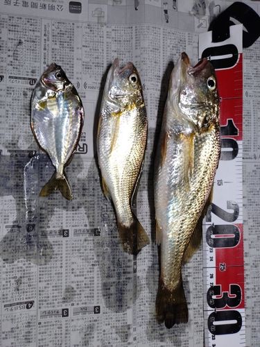 イシモチの釣果