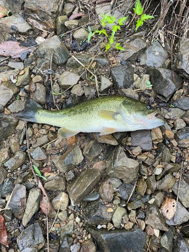ラージマウスバスの釣果