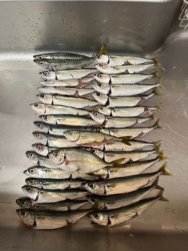 サバの釣果