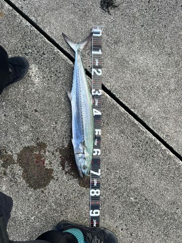 サワラの釣果