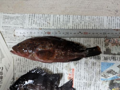 キジハタの釣果