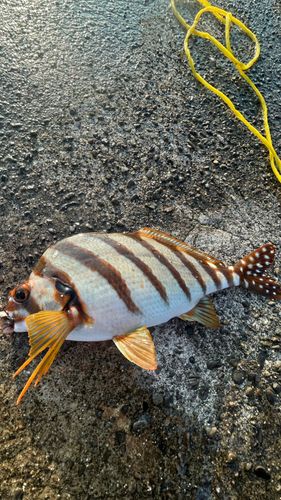タカノハダイの釣果