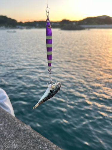 クサフグの釣果