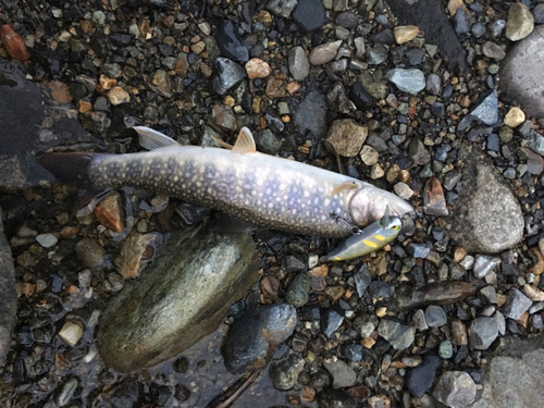 ニッコウイワナの釣果