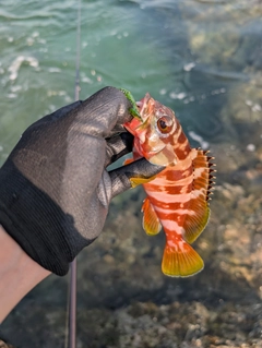 アカハタの釣果