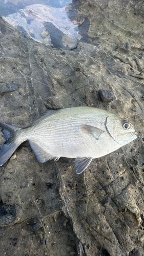 イスズミの釣果
