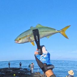 ワカシ