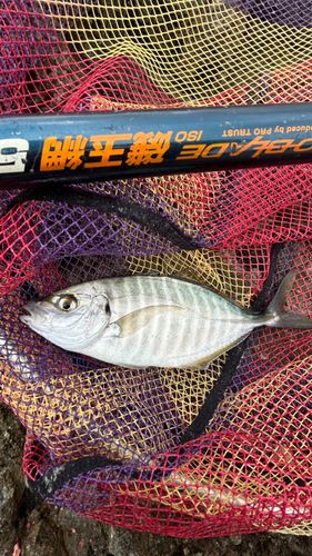 シマアジの釣果