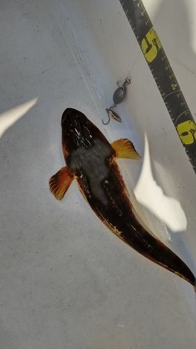 キジハタの釣果