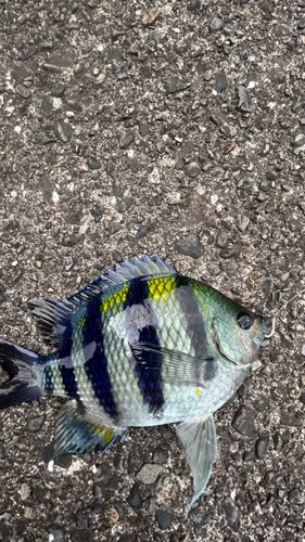オヤビッチャの釣果