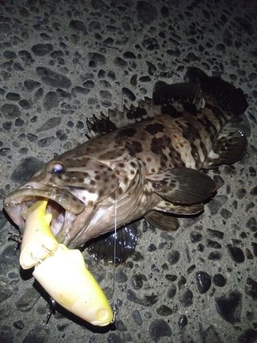 チャイロマルハタの釣果