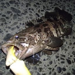 チャイロマルハタ