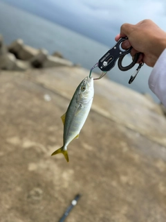 ワカシの釣果