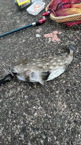 イシガキフグの釣果