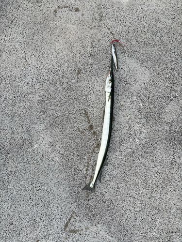 ダツの釣果