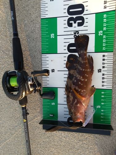 キジハタの釣果