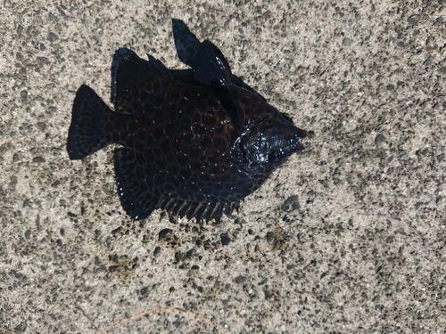 イシガキダイの釣果