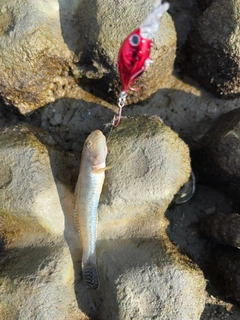 マハゼの釣果