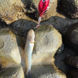 マハゼ