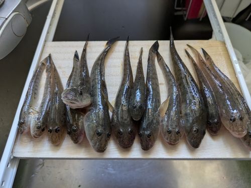 ハゼの釣果