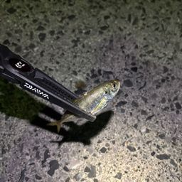 アジ