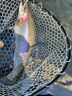 トラウトの釣果