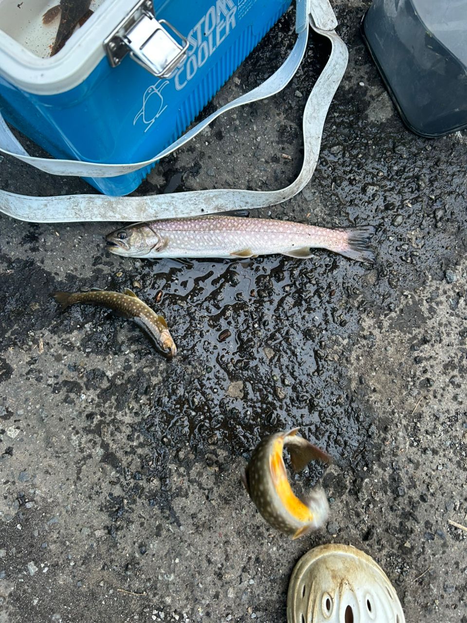 アメマス