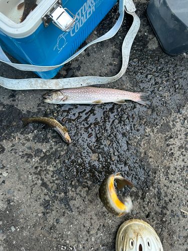 アメマスの釣果