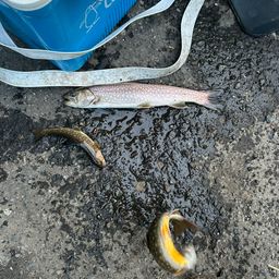 アメマス