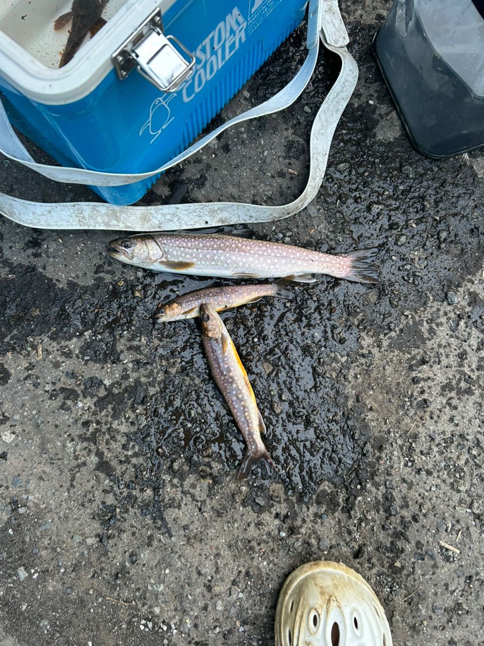 アメマス