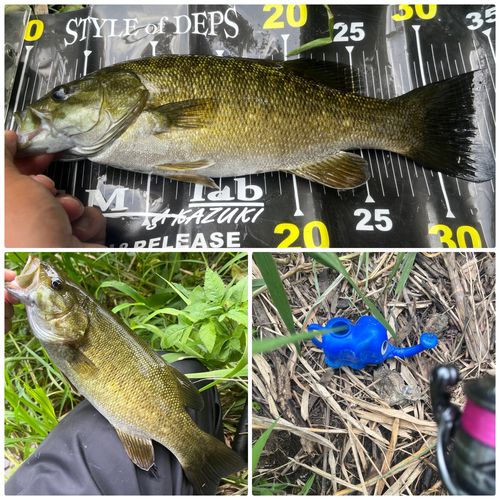 スモールマウスバスの釣果