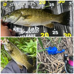 スモールマウスバス