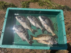 チヌの釣果