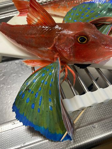 ホウボウの釣果