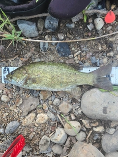 スモールマウスバスの釣果