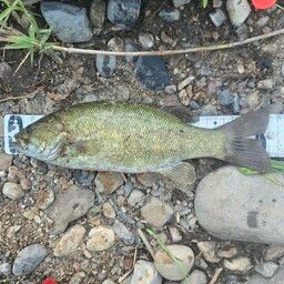 スモールマウスバス