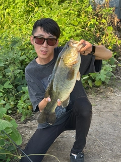 ブラックバスの釣果