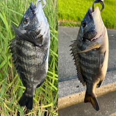 クロダイの釣果