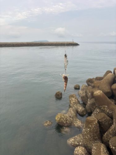 エソの釣果
