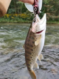ヤマメの釣果