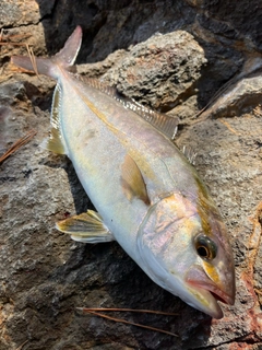 ショゴの釣果