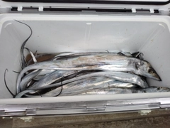 タチウオの釣果