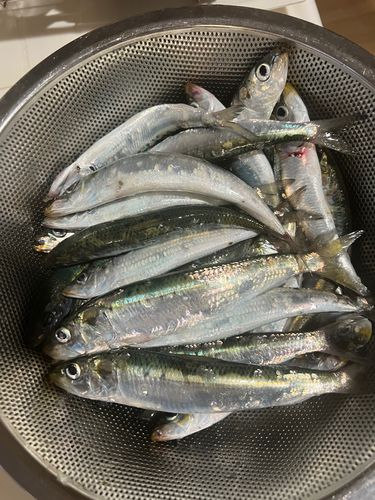 マイワシの釣果