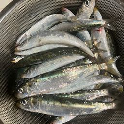 マイワシ