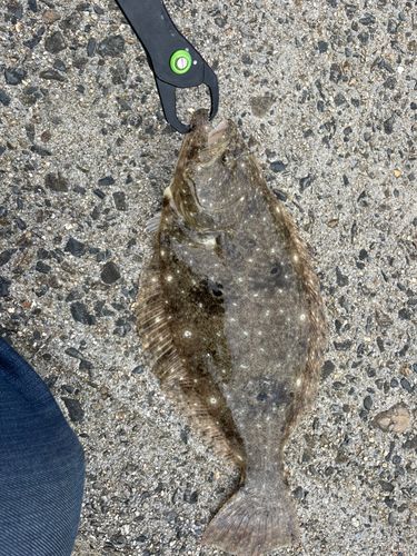 ヒラメの釣果