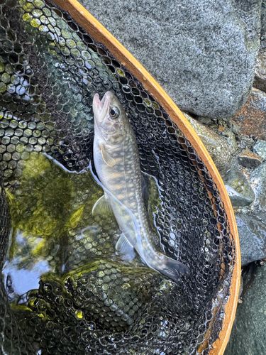 イワナの釣果