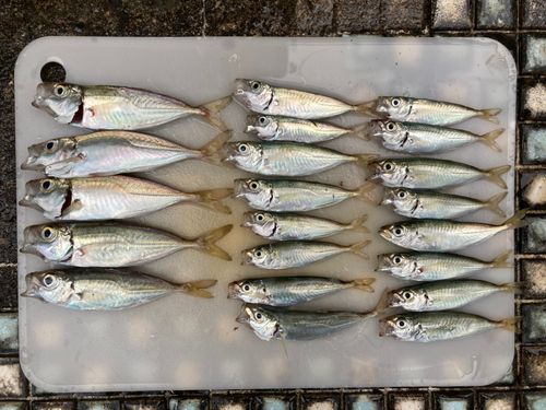アジの釣果