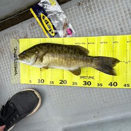 スモールマウスバス