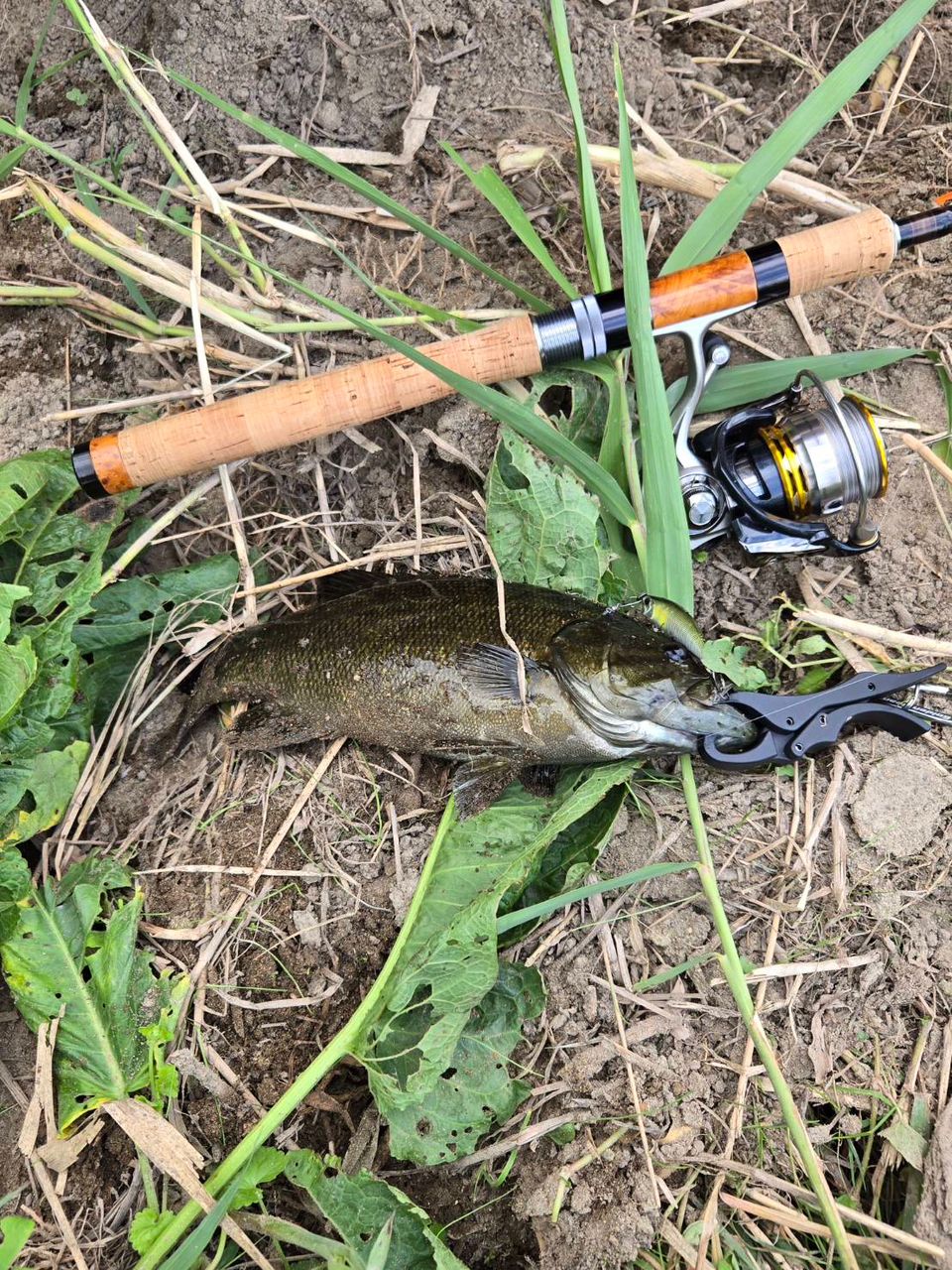 スモールマウスバス