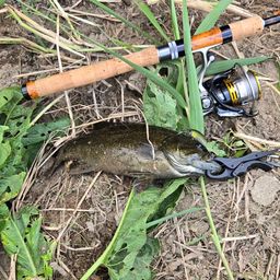 スモールマウスバス